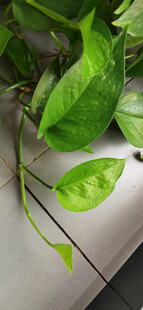 盆栽绿萝置于木质柜顶