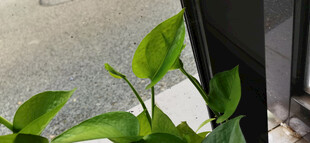 窗边翠绿绿萝生机勃勃