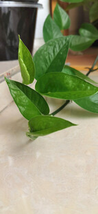 翠绿生机勃勃的绿植叶片