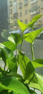 窗边翠绿生机勃勃的绿植