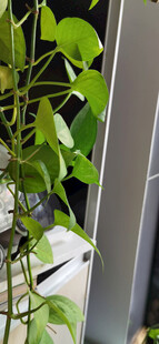 窗边垂吊的绿萝藤蔓生机盎然