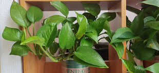 翠绿绿萝悬挂于木架上