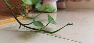 室内盆栽嫩绿藤蔓特写