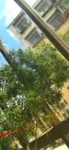 窗外绿意盎然的树木景观