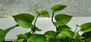 玻璃窗边翠绿绿萝生机盎然