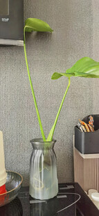 室内绿植摆件装饰小景