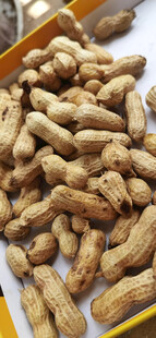 新鲜饱满的花生干货展示