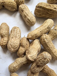 散落的带壳花生