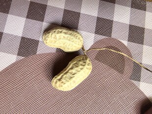 两颗带壳花生特写