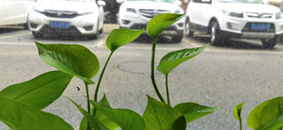 玻璃窗边生机盎然的绿萝藤蔓