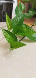 翠绿绿萝叶片特写