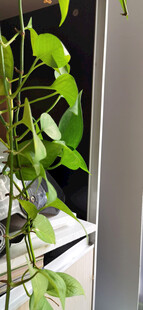 盆栽垂吊绿萝展现盎然生机