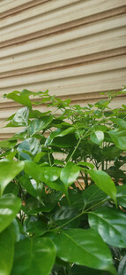 室内翠绿植物生机盎然