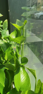 窗边翠绿生机勃勃的绿植