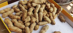 新鲜饱满的花生