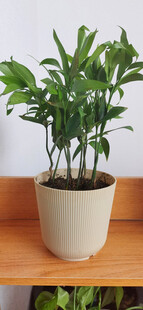 白色花盆中的翠绿盆栽