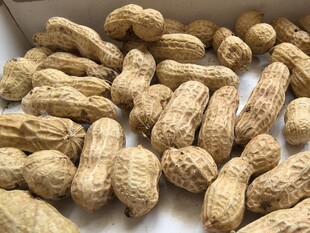 饱满花生待售