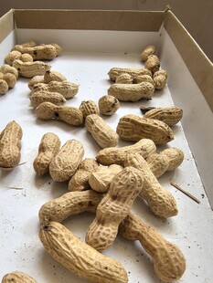 盒装饱满花生展示