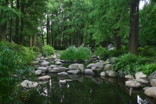 林间静谧池塘景观