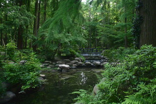 林间溪流 绿意盎然的自然景