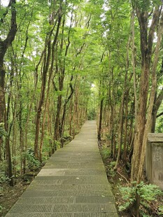 林间幽静小道