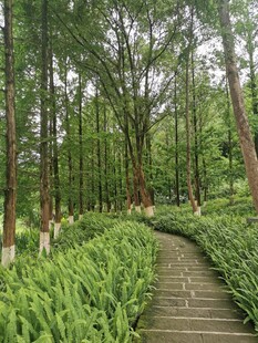 林间幽径 绿意盎然的自然景