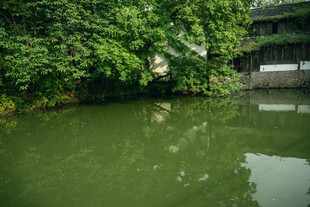 清幽池塘边的绿植景观