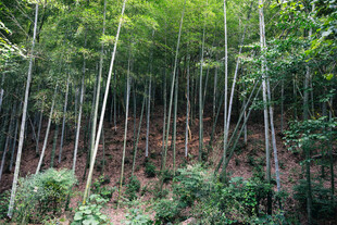 茂密竹林 绿意盎然的景致