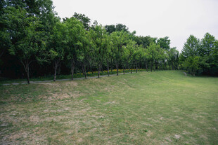 林间开阔草地风景
