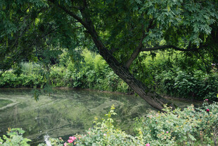 静谧林间池塘畔绿植景观