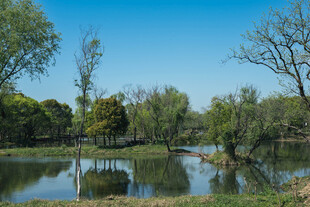 湖畔绿树成荫的自然美景