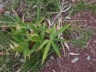 野外生长的嫩绿植物