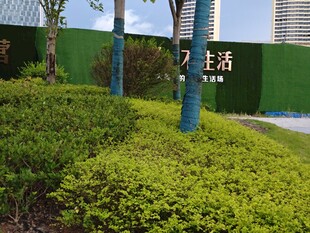 绿意盎然的园林景观