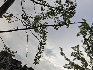 枝头嫩叶映灰白天空