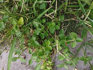 地面上的绿色杂草植物