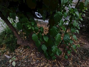 绿叶植物下的隐蔽景象