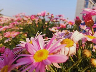 烂漫粉色雏菊绽放美景