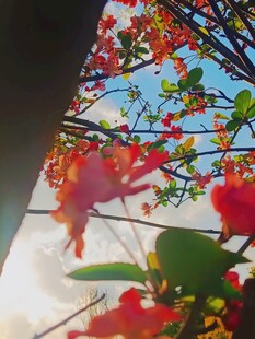 阳光下的艳丽繁花