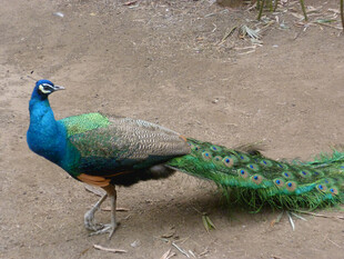 美丽孔雀展示绚丽长尾