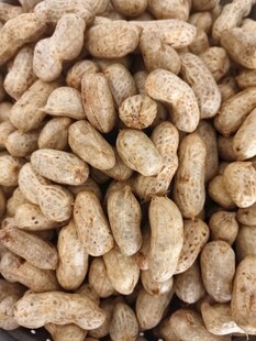 饱满花生堆