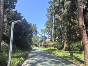 松树林