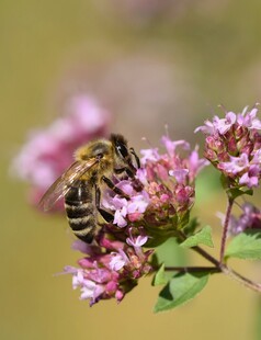 蜜蜂采蜜于粉色小花间