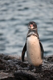 岩石上的麦哲伦企鹅