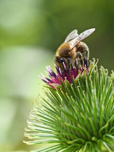 蜜蜂采蜜于紫花之上