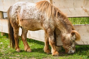 吃草的斑点小马
