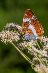 彩蝶停驻繁花间