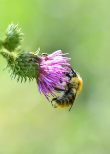 蜜蜂采蜜于紫色花朵