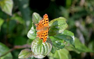 绿叶上的橙色斑点蝴蝶