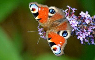 彩蝶停驻紫花上