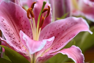 娇艳粉色百合花特写